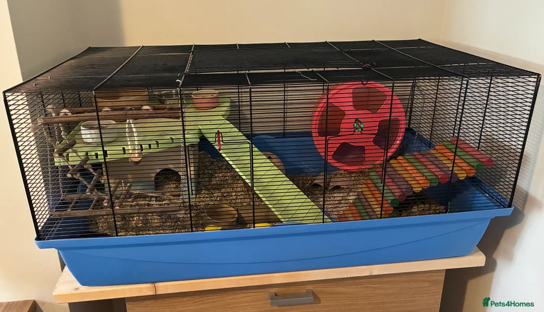 Hamster rodents for sale: Male Syrian hamster in Salisbury - Advert 4