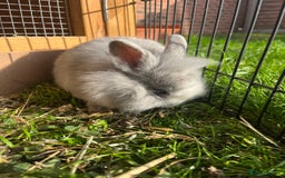 Lionhead rabbits for sale: Lion heads  - Image 6