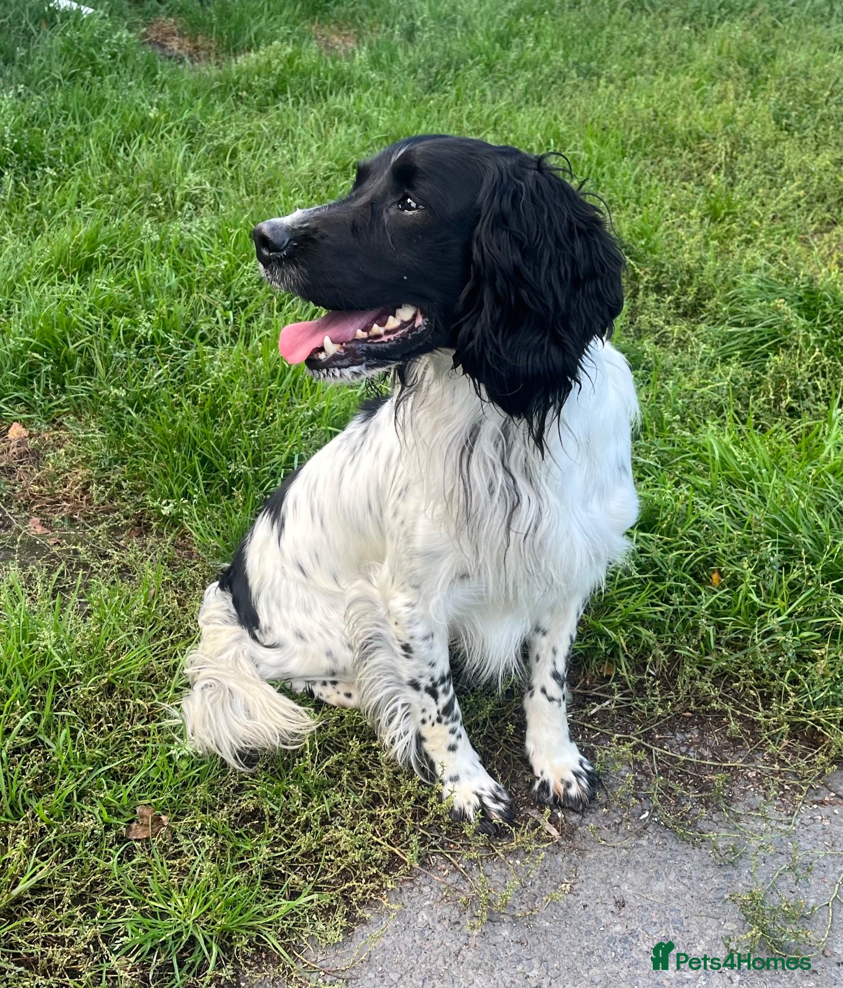 English Springer Spaniel dogs FTCH x FTCH springer foe stud - Advert 2