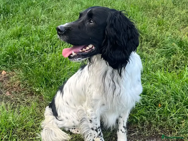 English Springer Spaniel dogs for stud: FTCH x FTCH springer available for stud - Advert 2