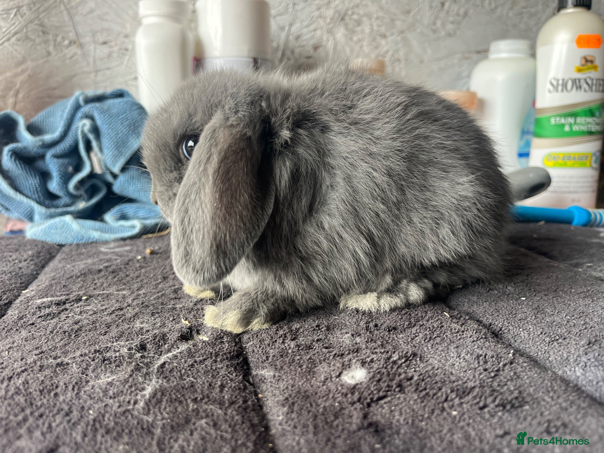 Mini Lop rabbits Pure mini lop  - Advert 2