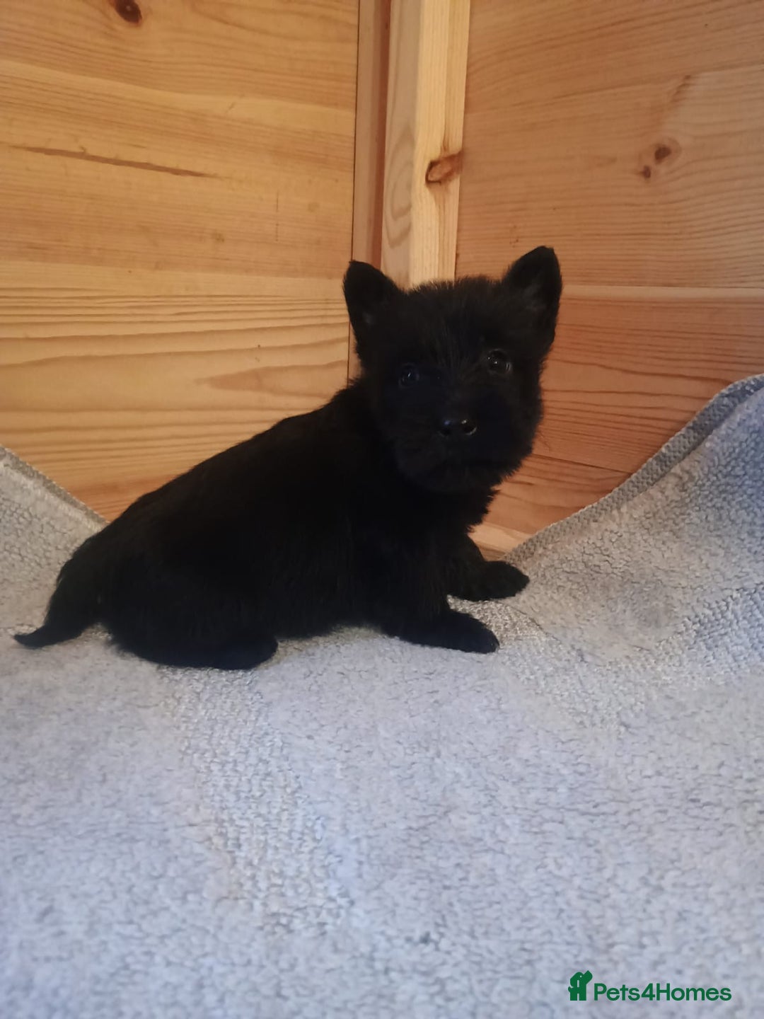 Mixed Breed dogs for sale: Scottish terrier x miniature schnauzer  - Advert 2