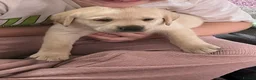 Labrador Retriever dogs for sale: 1 Beautiful Labrador Puppy  - KC Registered  - Advert 9