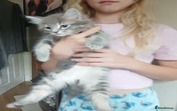 Mixed Breed cats for sale: 2 beautiful boys - Image 1