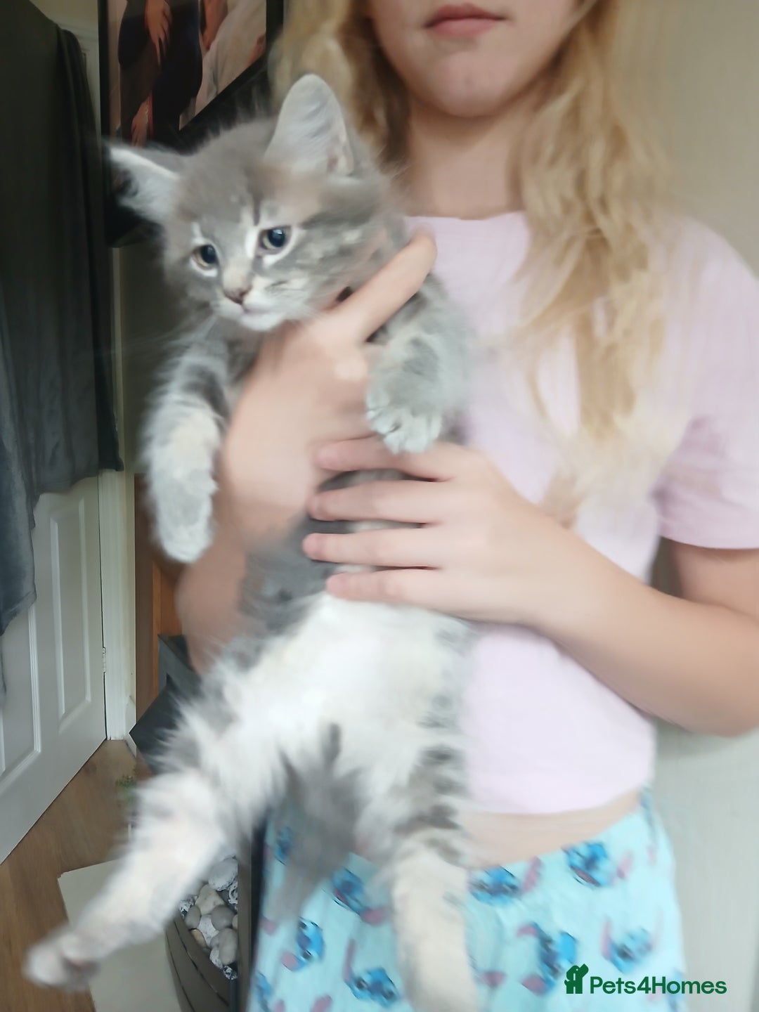 Mixed Breed cats for sale: 2 beautiful boys - Image 1