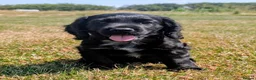 Cocker Spaniel dogs for sale: Ready now, black male pedigree cocker spaniel pup - Advert 9
