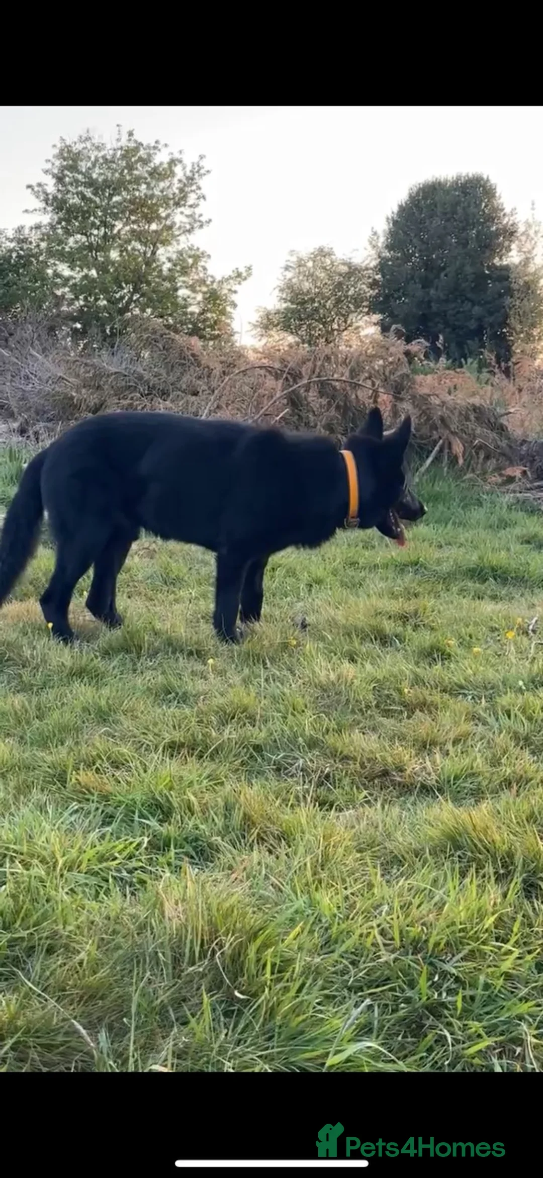 German Shepherd dogs for sale: Zander looking for his forever home  in Bedford - Advert 3