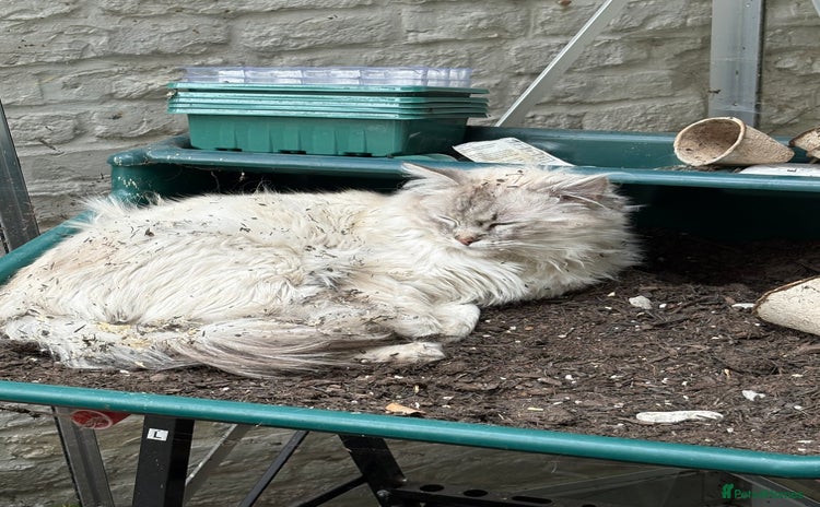 Ragdoll cats - Advert 10
