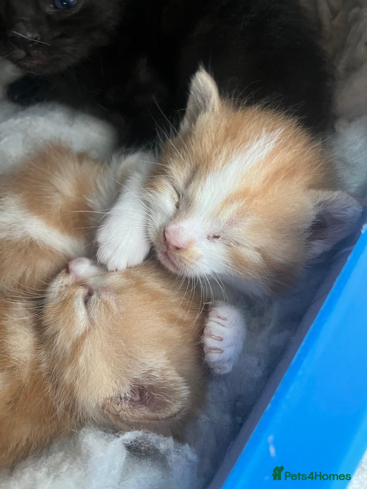 Persian cats Perfect Persian X Kittens - Advert 2