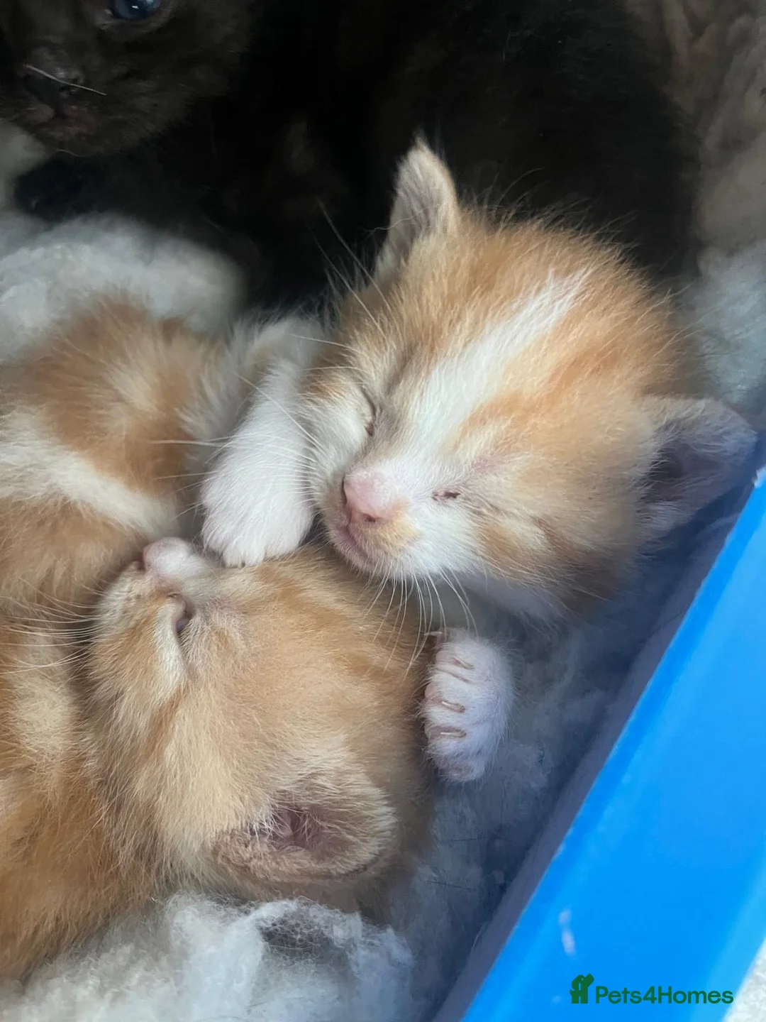 Persian cats for sale: Perfect Persian X Kittens - Advert 1