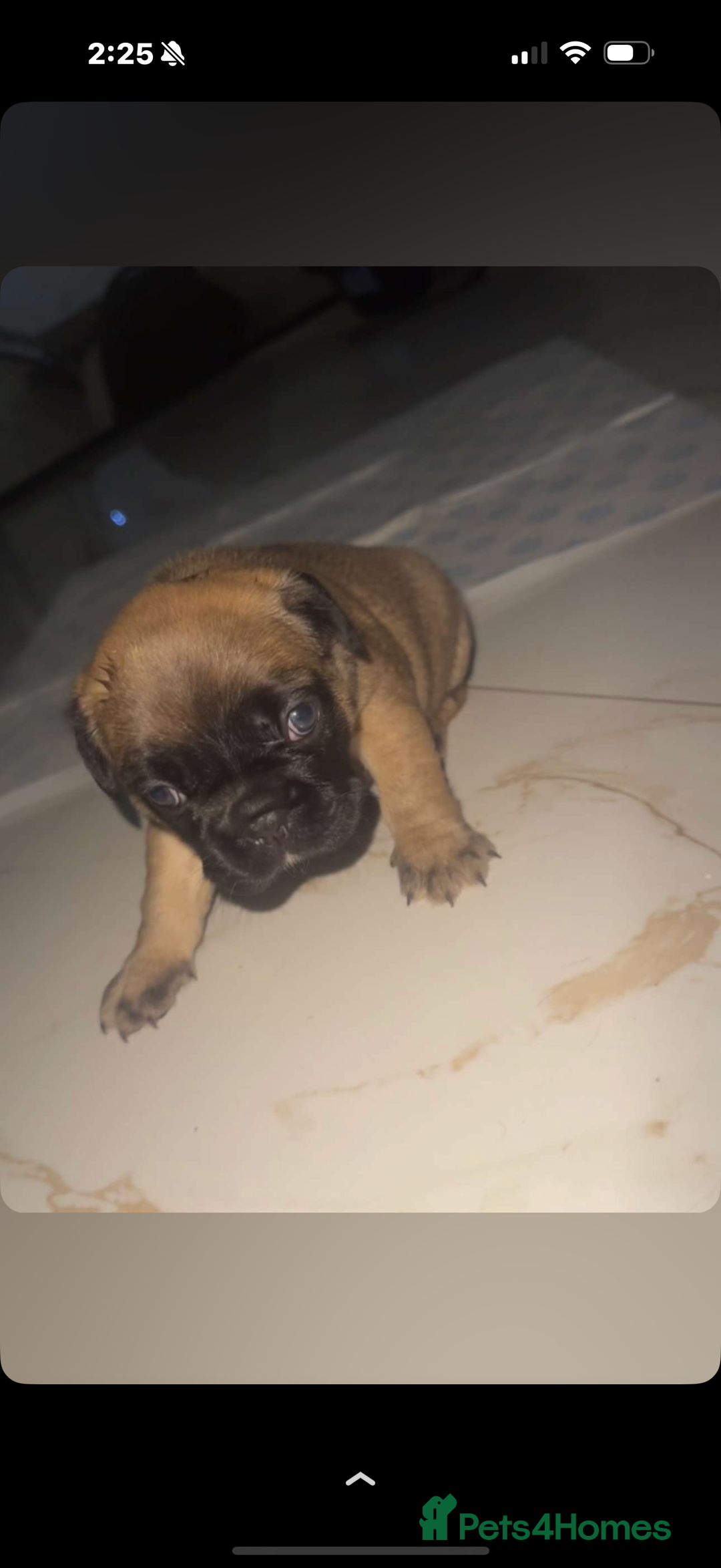 French Bulldog dogs for sale: Fluffy carriers variety of colors  - Image 5