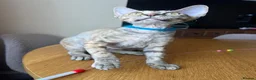 Devon Rex cats for sale: ❤️ OUR LAST GIRL FROM OUR SPRING LITTER  - Advert 30