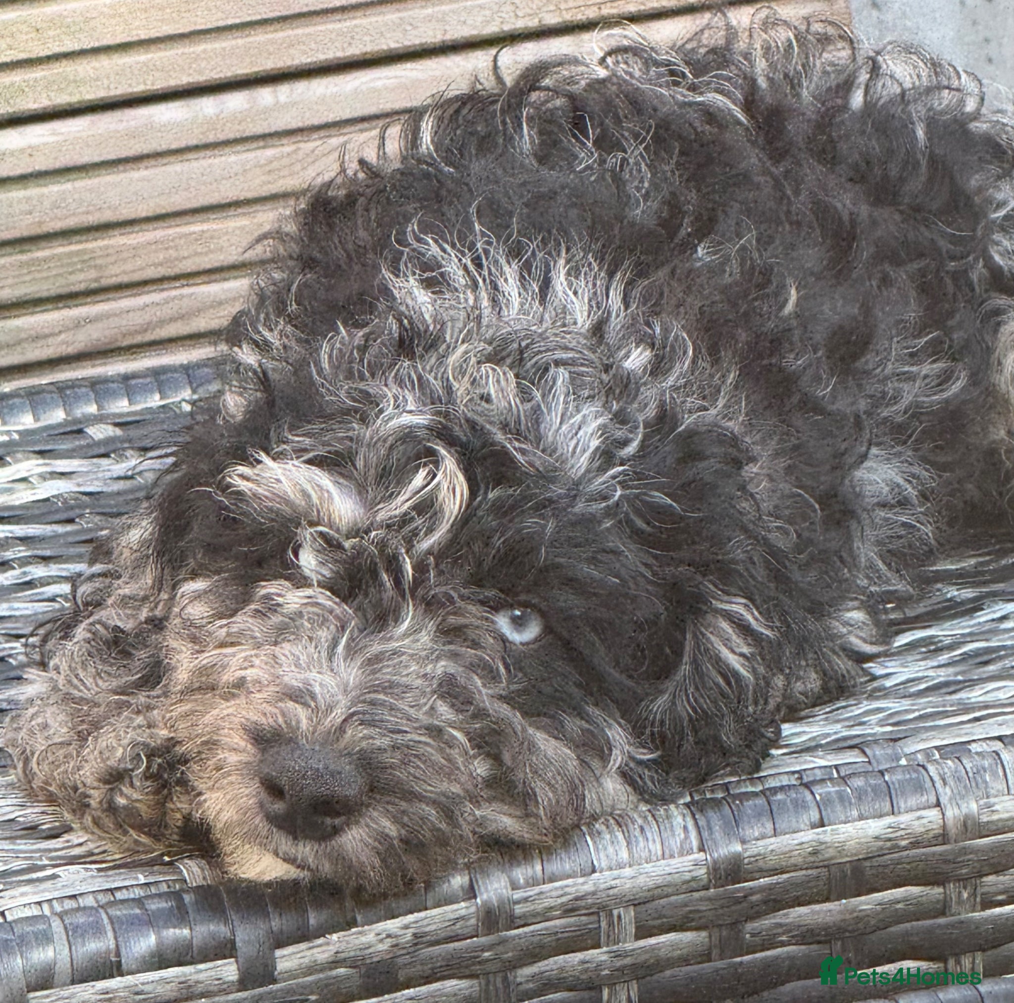 Cockapoo dogs Adorable cockapoos. Parents genetically tested.  - Advert 5