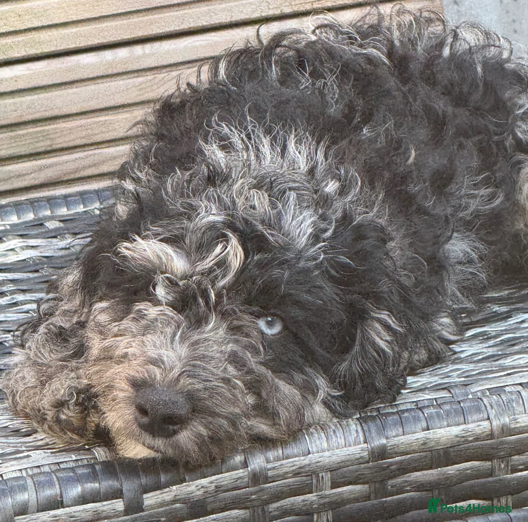 Cockapoo dogs for sale: Adorable cockapoos.  ALL SOLD - Advert 1