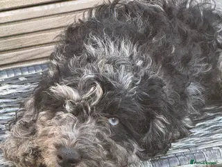 Cockapoo dogs Adorable cockapoos. Parents genetically tested. - Advert 5