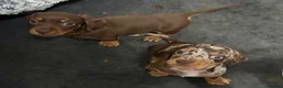 Miniature Dachshund dogs for sale: Stunning Mini Dachshund Boys 💙 - Advert 13