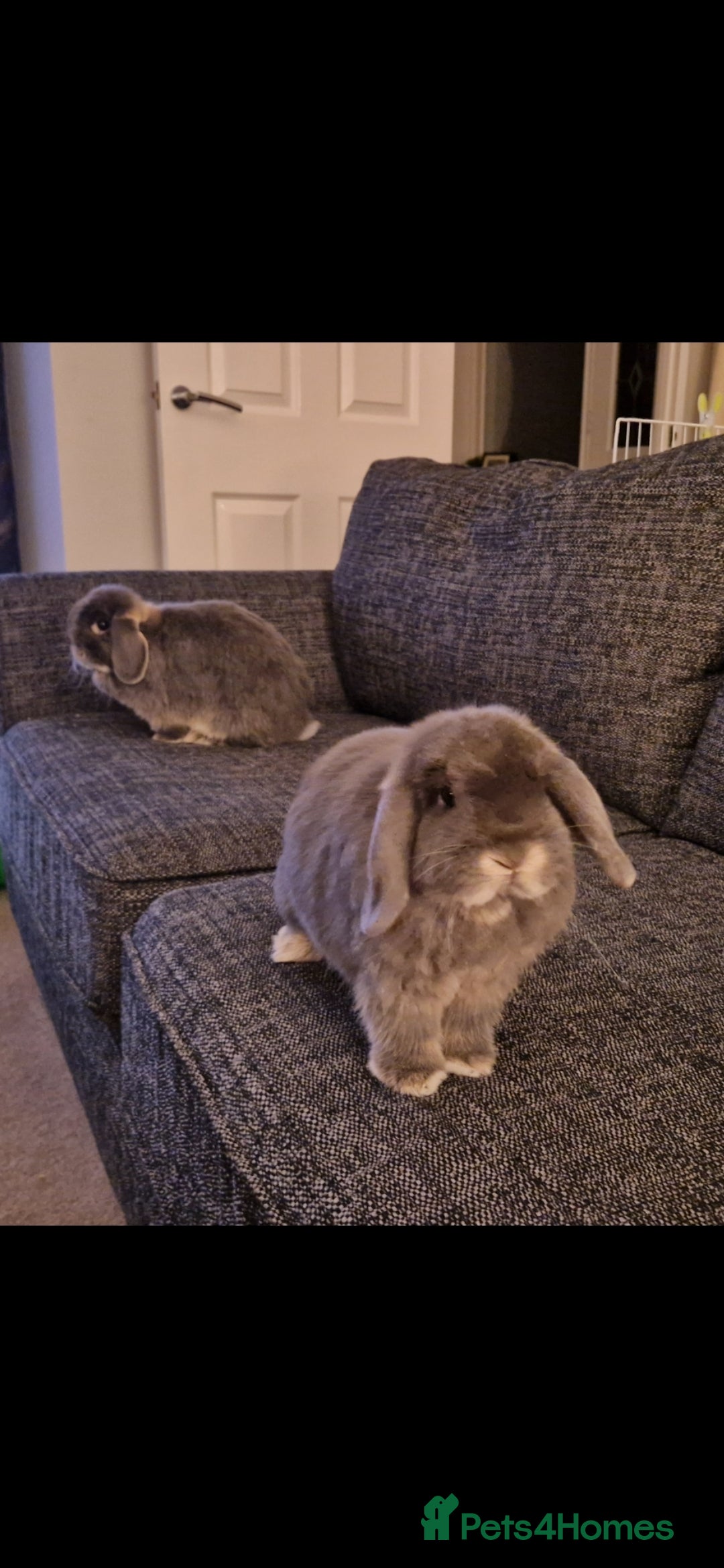 Mini Lop rabbits for sale: *RESERVED* URGENT - 2 Girls & ENTIRE set up - Image 7