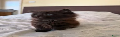 Maine Coon 1