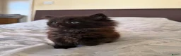 Maine Coon cats for sale: X3 Maine Coon Tabbys  - Advert 5
