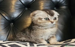 Scottish Fold cats for sale: Beautiful Scottish fold/straight kittens  - Image 12