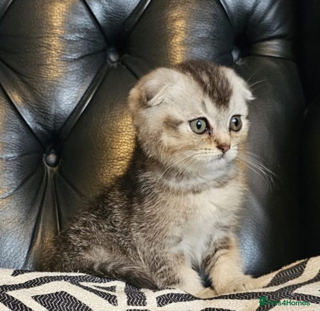 Scottish Fold cats for sale: Beautiful Scottish fold/straight kittens  - Image 12