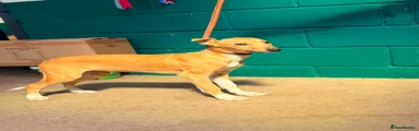 Lurcher 1