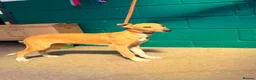 Lurcher dogs for sale: Quality Lurcher pups  - Advert 8
