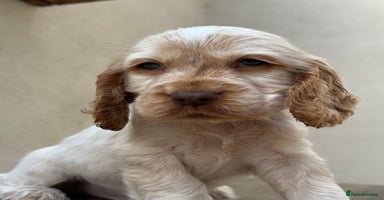 Cocker Spaniel dogs - Advert 6
