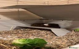 Guinea Pig rodents for sale: Three male guinea pigs  - Advert 5