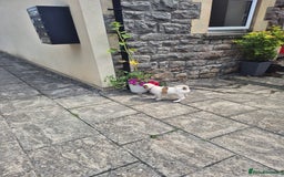 Mixed Breed dogs for sale: 🐶 Staffy x Japanese Akita Puppies 🐶 in Weston-super-Mare - Image 7