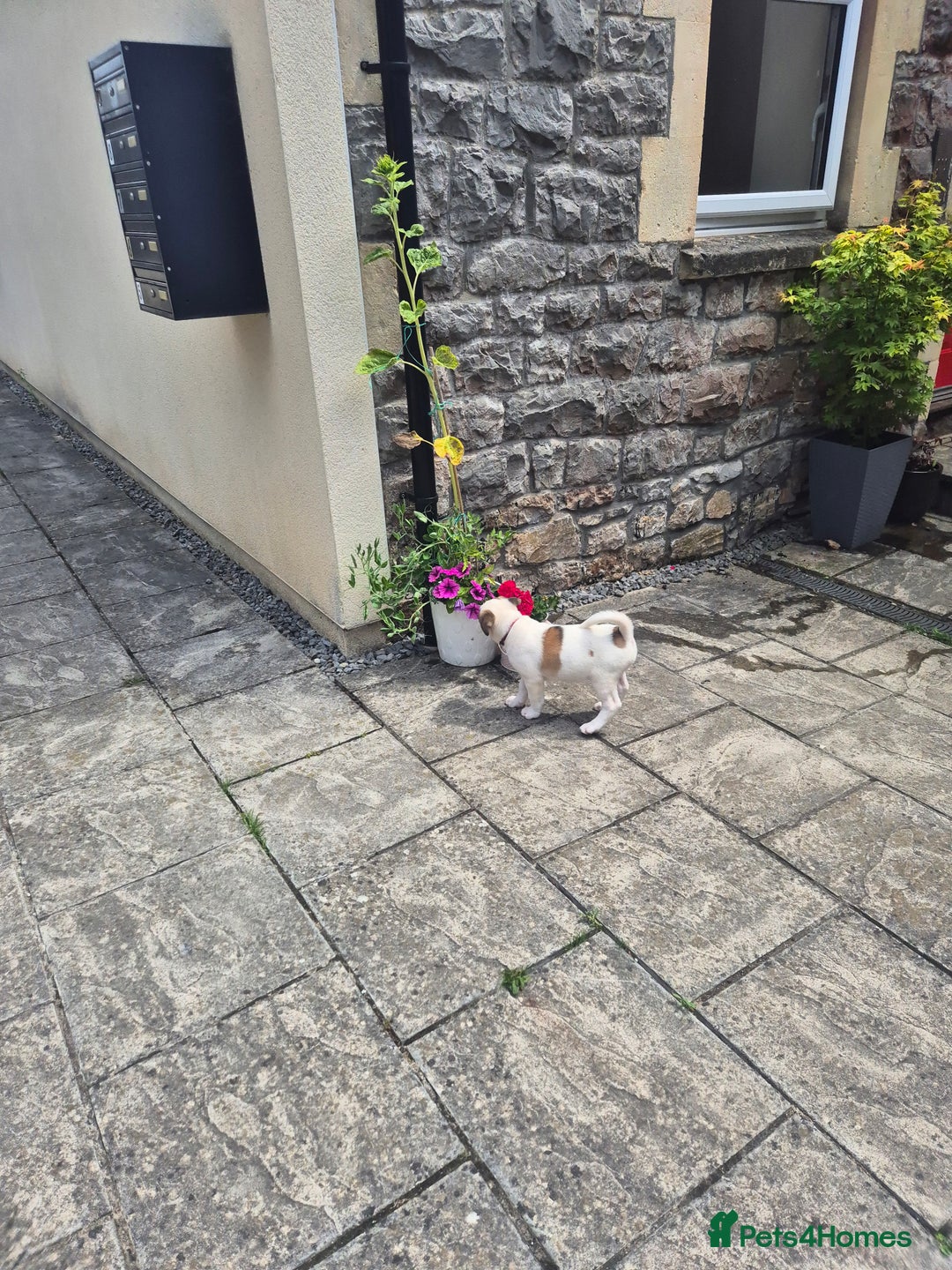 Mixed Breed dogs for sale: 🐶 Staffy x Japanese Akita Puppies 🐶 in Weston-super-Mare - Image 7
