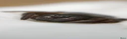 Tarantulas invertebrates for sale: Goliaths, Pokies and Velvet Spiders - Advert 2