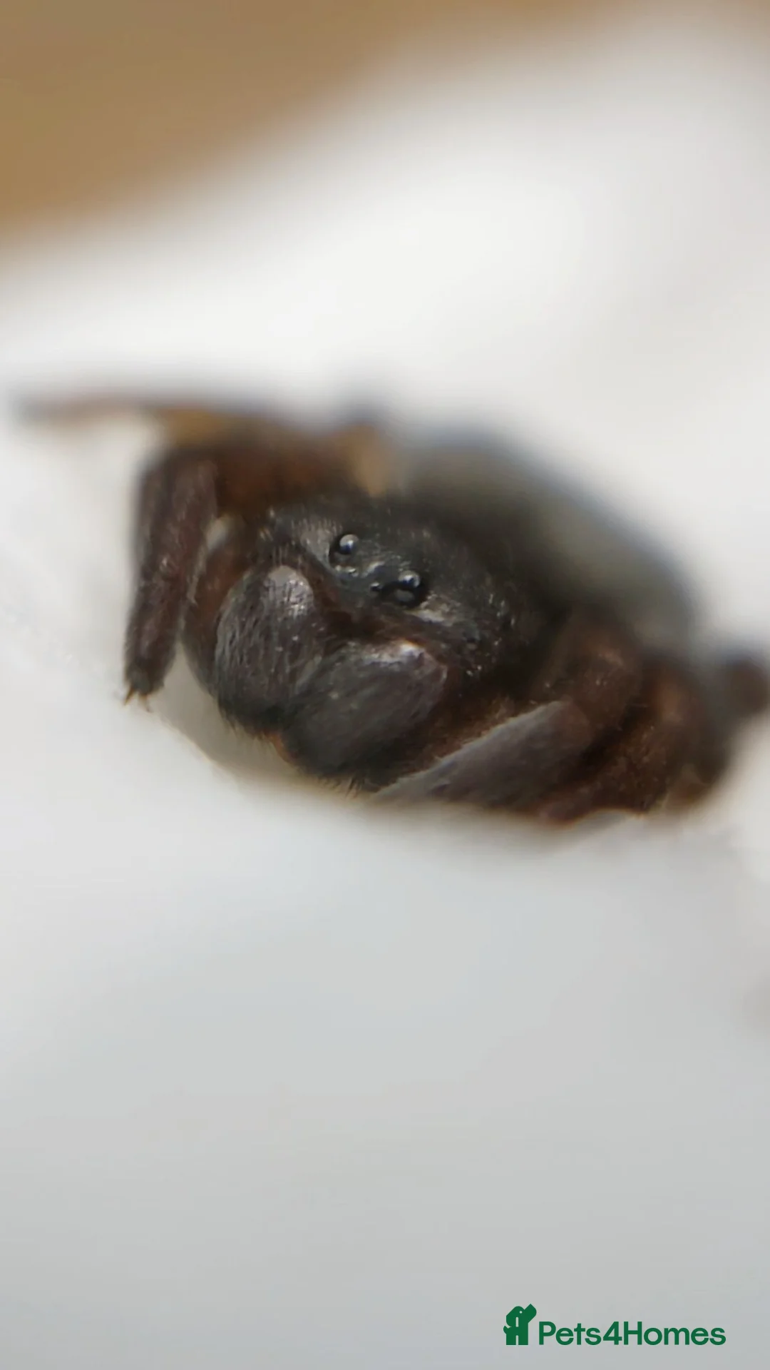 Tarantulas invertebrates for sale: Goliaths, Pokies and Velvet Spiders - Advert 2