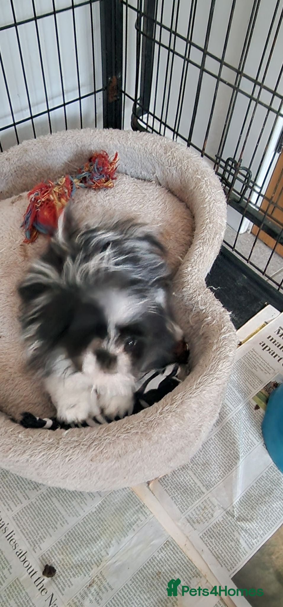 Mixed Breed dogs Last one boy pomeranian x shitzu fully vacinated - Advert 8