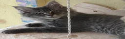 Maine Coon cats for sale: Beautiful Maine Coon looking for the perfect home. in Ardrossan - Advert 2