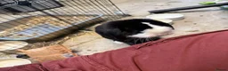 Mini Lop rabbits for sale: 5 bunnies for sale - 3 mini lops, 2 mini lion lops - Advert 13
