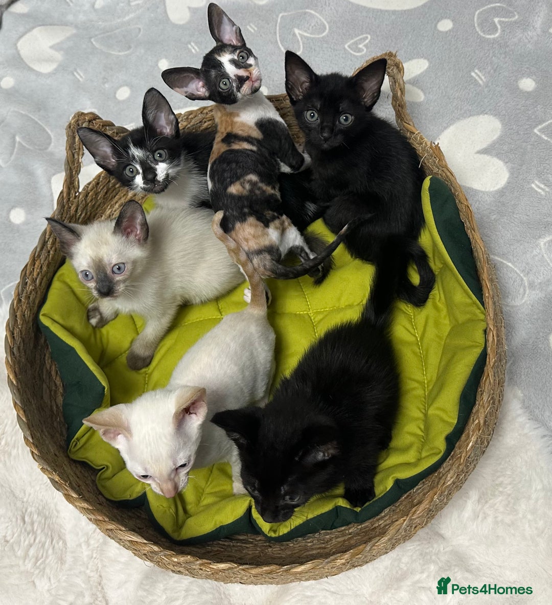 Mixed Breed cats for sale: ✨Cornish Rex Kittens Ready for New Homes Now✨ - Advert 8