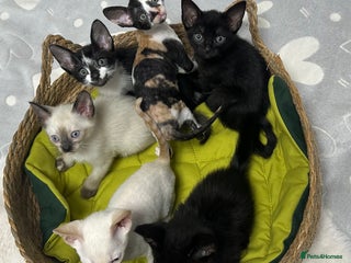 Mixed Breed cats 🌟Beautiful Cornish Rex kittens for Reservation 🌟 - Advert 6