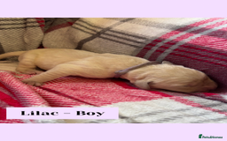 Goldador dogs for sale: Goldador puppies - Image 14