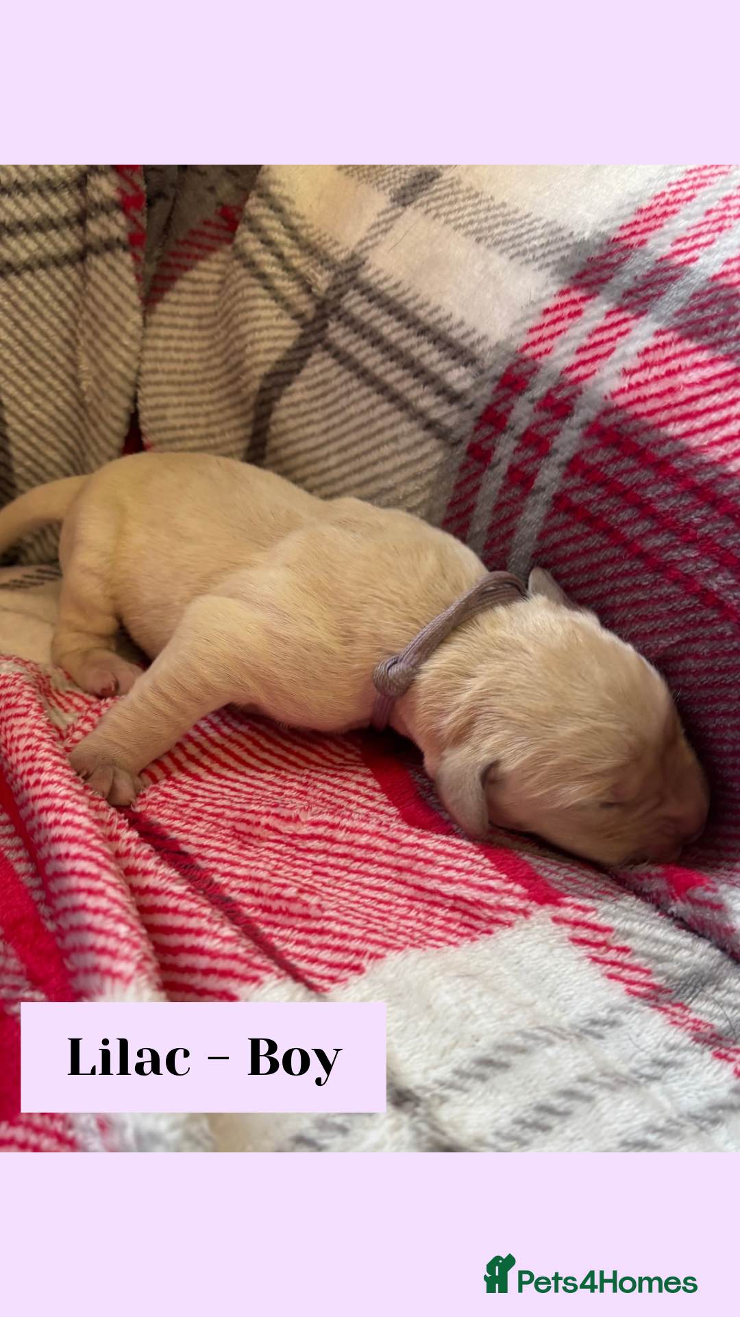 Goldador dogs for sale: Goldador puppies - Image 14