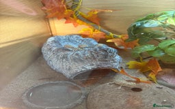 Dragon reptiles for sale: Baby Rankin Dragon - Image 3