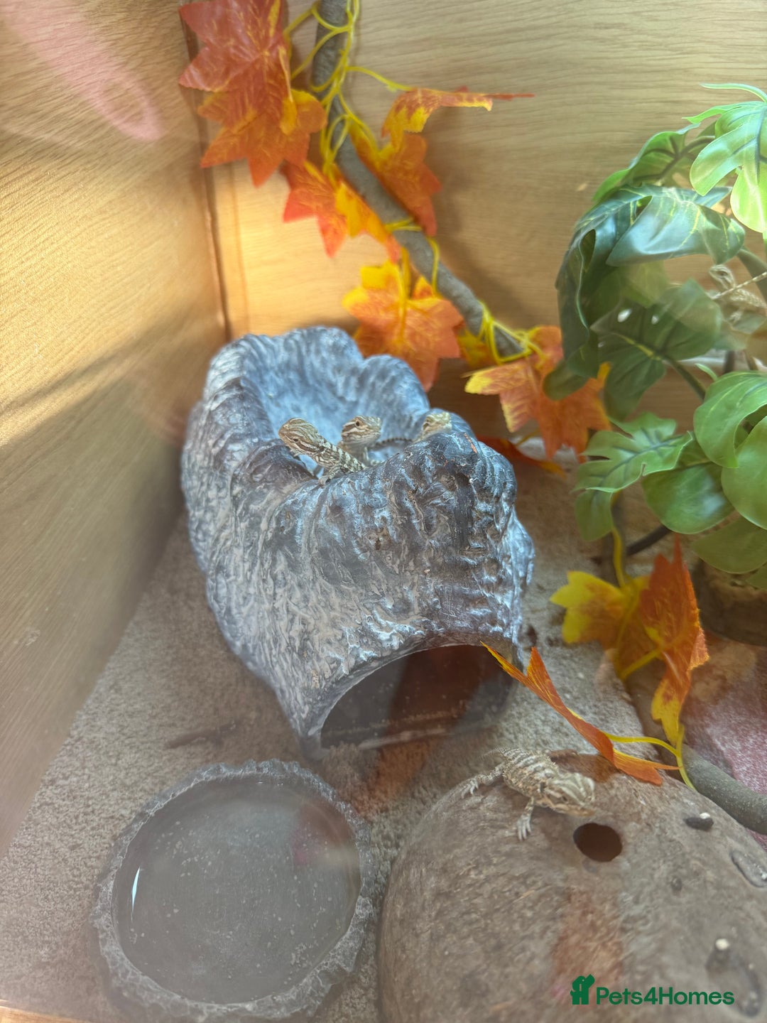 Dragon reptiles for sale: Baby Rankin Dragon - Image 3