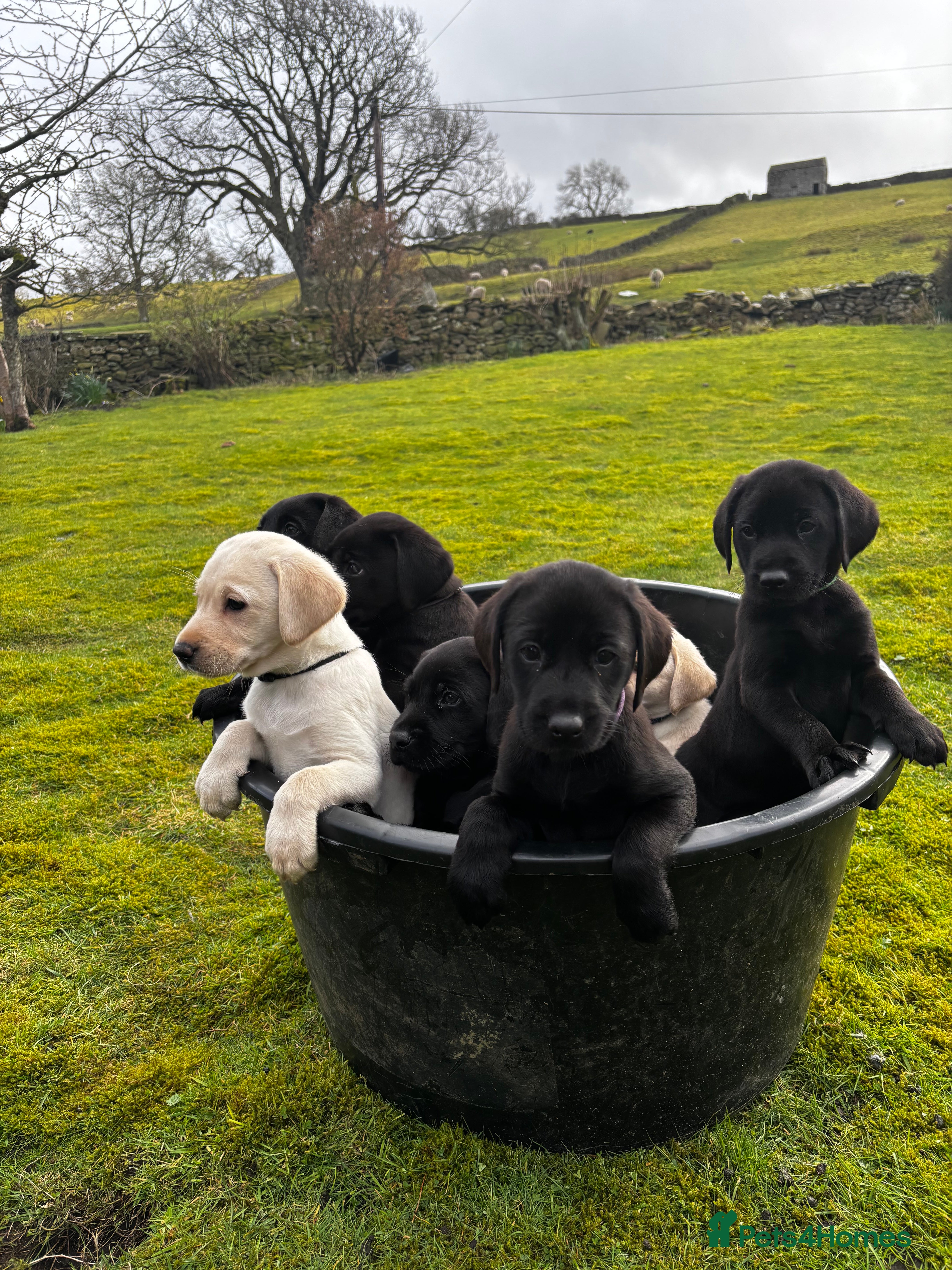 Labrador Retriever dogs Labrador puppies for sale - Advert 5