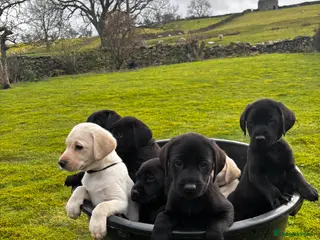 Labrador Retriever dogs Labrador puppies for sale - Advert 3
