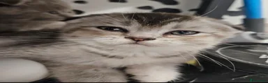Scottish Fold 4