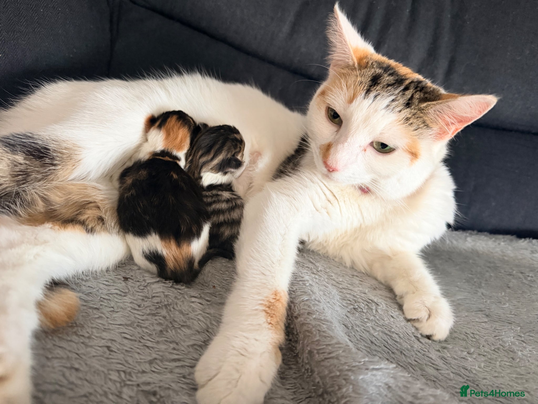 Mixed Breed cats Two female calico x ragdoll x persian kittens - Advert 3