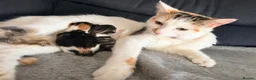 Mixed Breed cats for sale: Two female calico x ragdoll x persian kittens - Advert 1