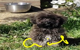 Maltipoo dogs for sale: Beautiful MALTIPOO Puppies - Reduced! - Image 8