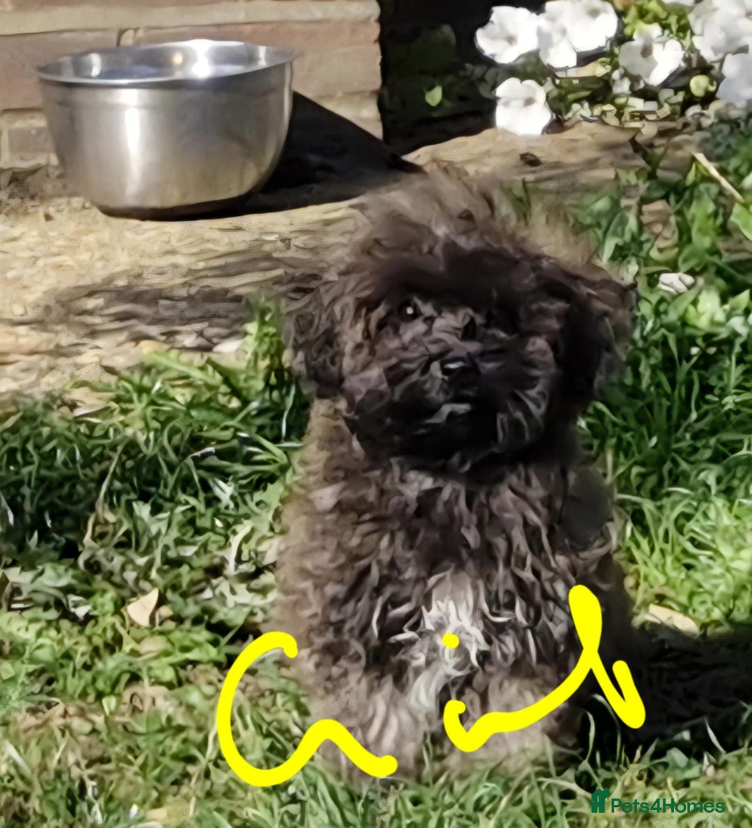 Maltipoo dogs for sale: Beautiful MALTIPOO Puppies - Reduced! - Image 8