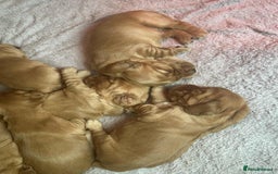 Cocker Spaniel dogs for sale: Top Quality KC Show Cockers FN PRCD-PRA CLEAR - Image 8